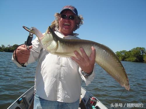 亚马逊钓鱼钓到最大的鱼,亚马逊钓到1吨的鱼