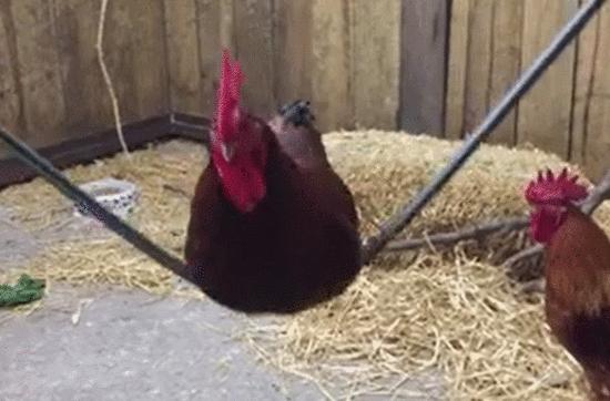 鸡年的奢侈品,鸡年奢侈品