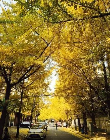 成都最后的银杏,成都附近最值得看的银杏