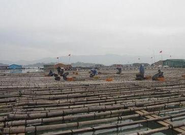 双十二海参猫腻 (双十二海参怎么搞活动)