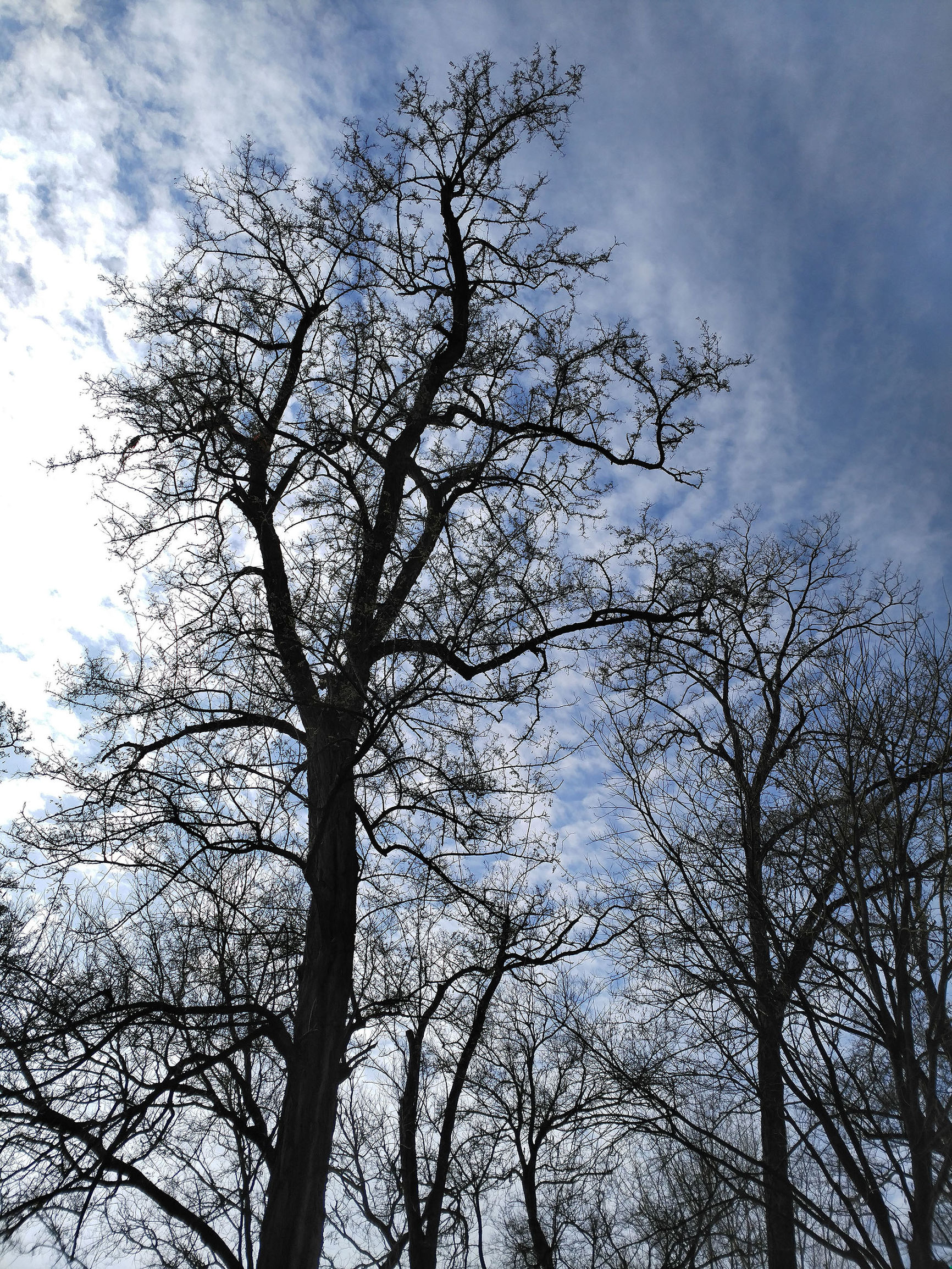 锤子m1l手机测评,锤子m1l有哪些功能