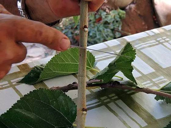 教你轻松完成果树、花木的嫁接，三种方法轻松掌握