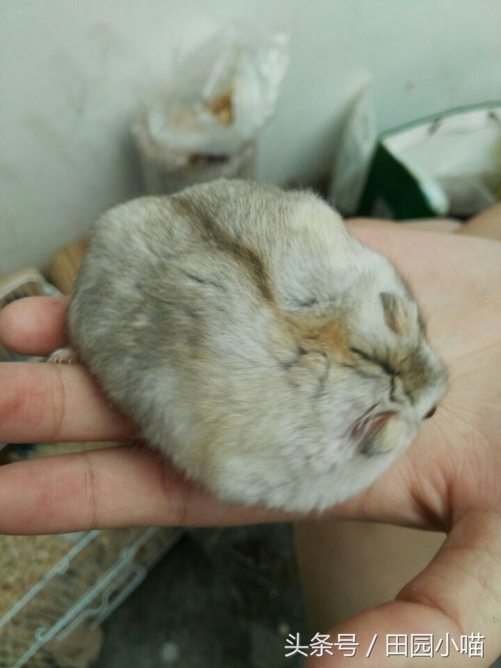 花10元买了两只小仓鼠，没想到几个月后收获一窝软萌的糯米团子