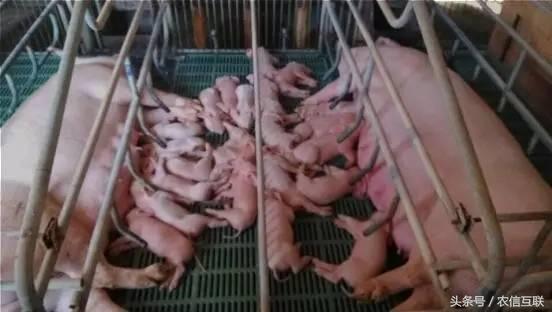 母猪多产仔的三大秘诀,母猪多产仔的9大秘诀