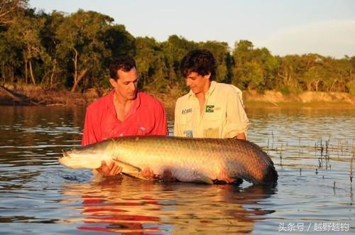 亚马逊钓鱼钓到最大的鱼,亚马逊钓到1吨的鱼