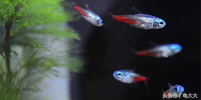 灯鱼为什么会得霓虹灯病,灯科鱼为什么养不长时间就死了