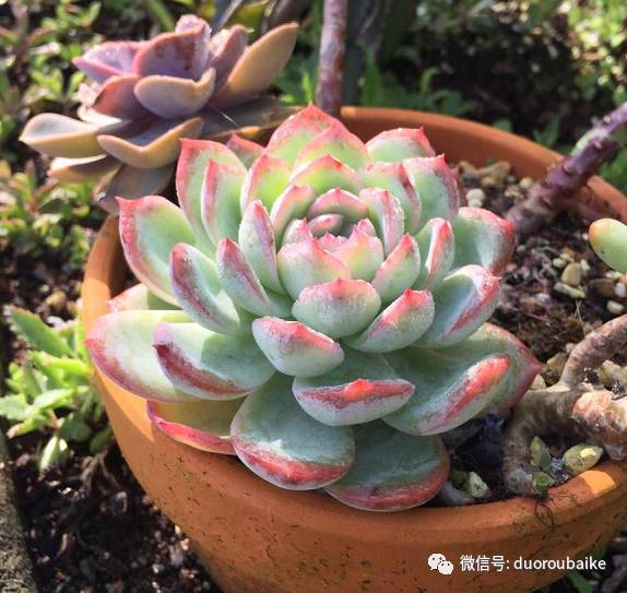 怎么把肉肉炼成冻不死的小强?