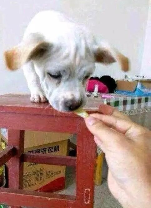 狗狗沉浸式啃泡椒鸡爪,狗狗嘴馋吃别人给的东西