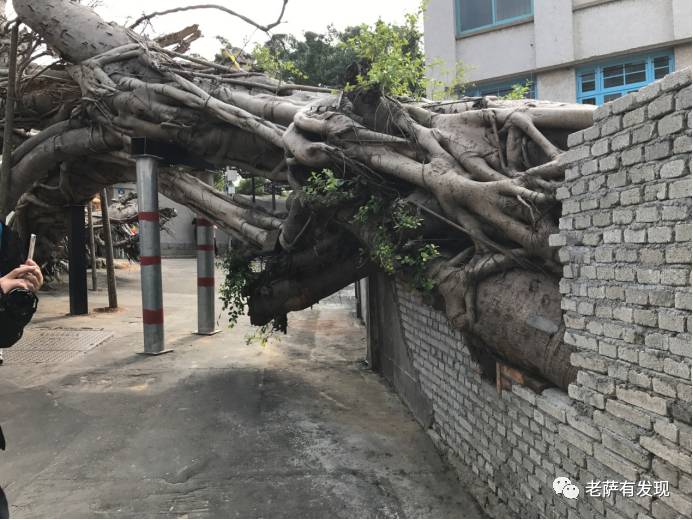鼓浪屿连当兵的都会弹钢琴，原来是碰上了这位音乐老师