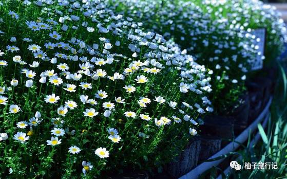 樱花旅行记全集视频,日本樱花7日游攻略大全