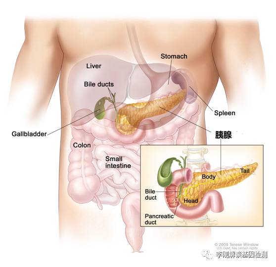 乔布斯几岁死于胰腺癌,乔布斯为什么不治胰腺癌