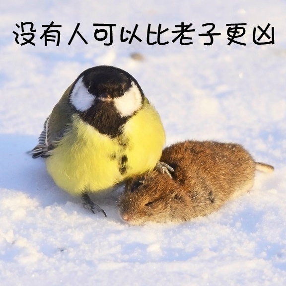 鸟界平头哥，传说中的“食脑狂魔”、“僵尸鸟”，霸气侧漏！