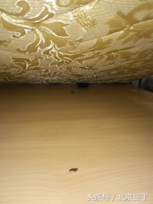 厨房卫生间用什么能消灭蟑螂,厨房间用什么方法消灭蟑螂最有效