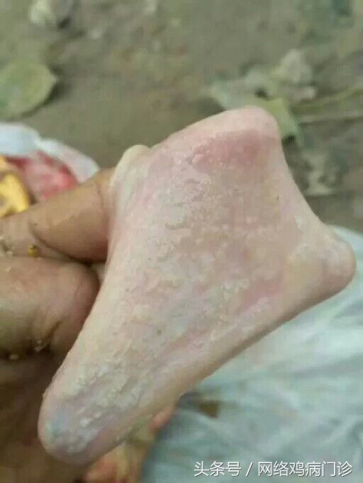 鸡为什么知道喝水,鸡群采食量下降原因及解决方案