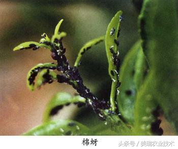 柑橘病虫害管理及营养管理ppt,柑橘花露白时应防治好哪些病虫害