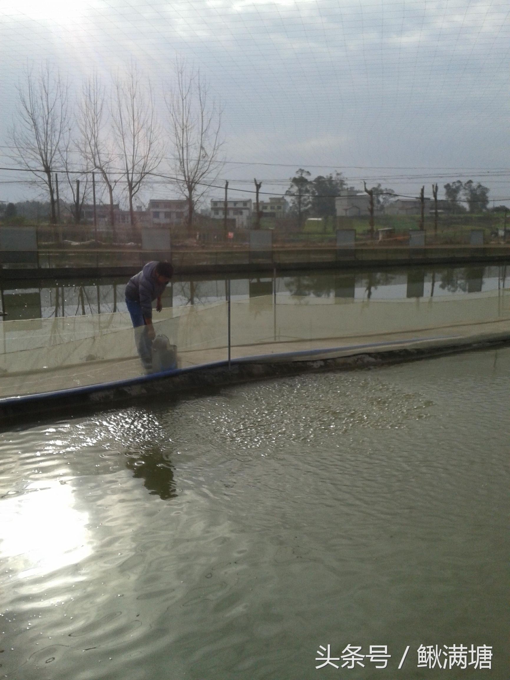 泥鳅养殖能赚钱吗现在,泥鳅养殖的前景到底有多大