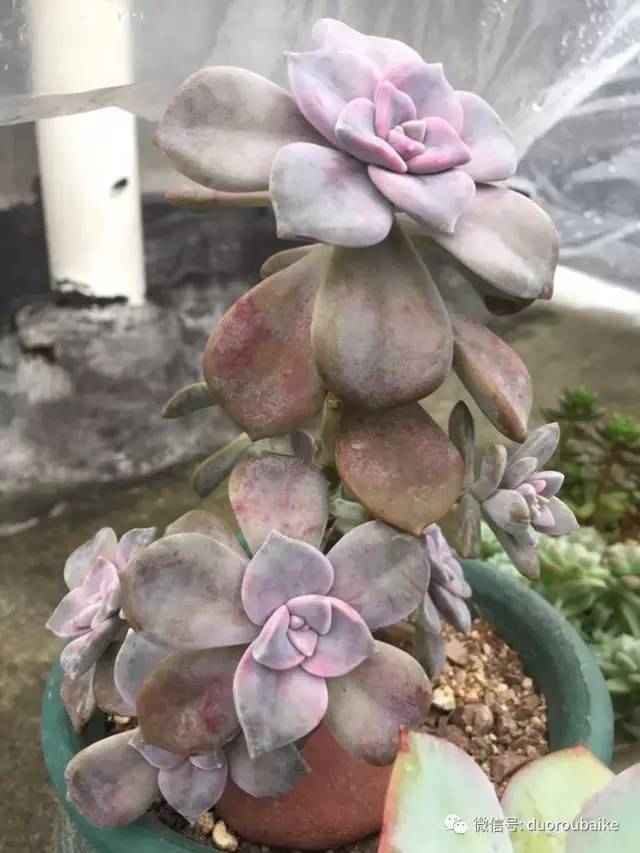 入肉坑,入坑一年半的新手养肉心得