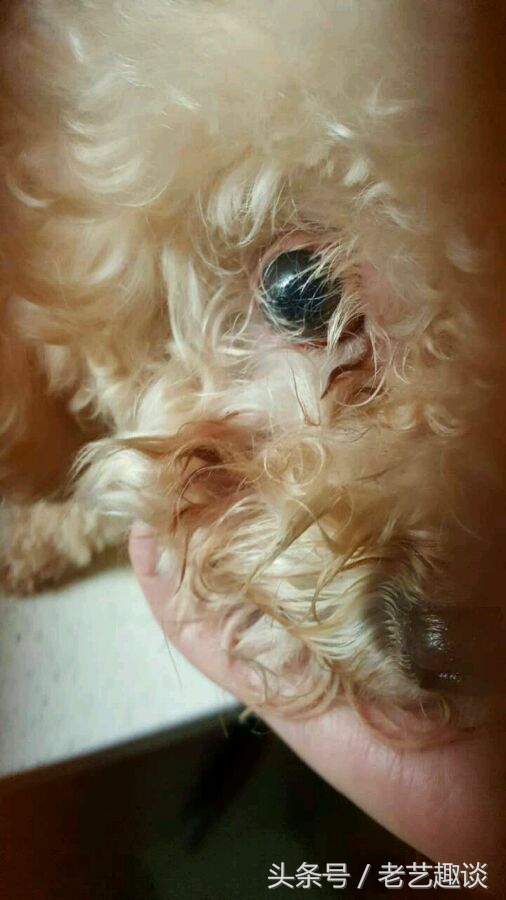 泰迪被咬的位置毛变色了,2个月泰迪刚到新家咬到手腕破皮