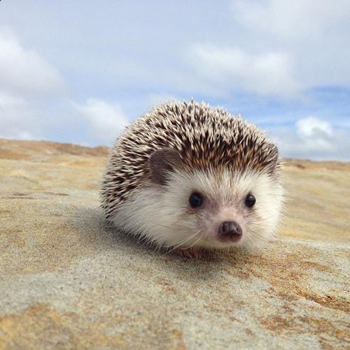 异宠:刺猬界的侏儒——非洲迷你刺猬