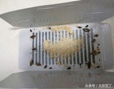 厨房卫生间用什么能消灭蟑螂,厨房间用什么方法消灭蟑螂最有效