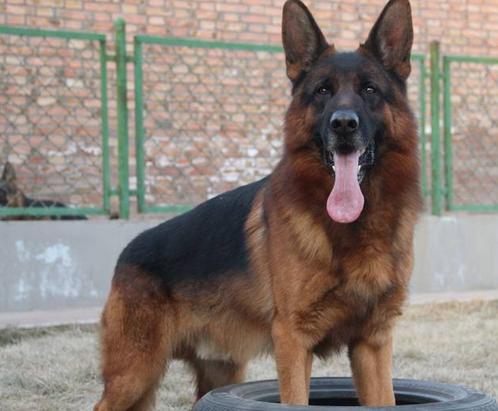 什么是德牧头版,什么是德牧的背线