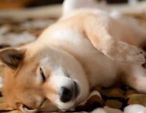 狗狗拉黑色稀大便怎么治疗,狗狗大便前面成形后面软