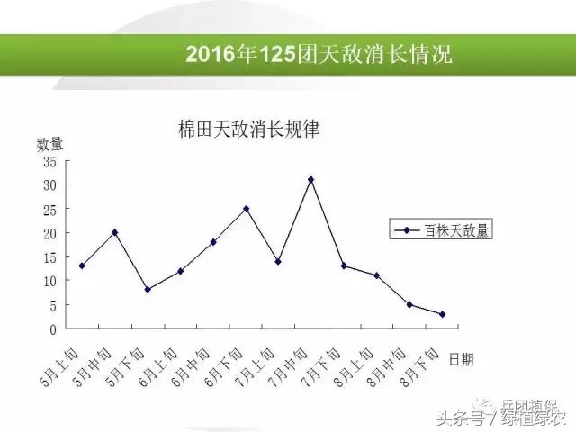 棉蚜治理,棉蚜严重怎么治
