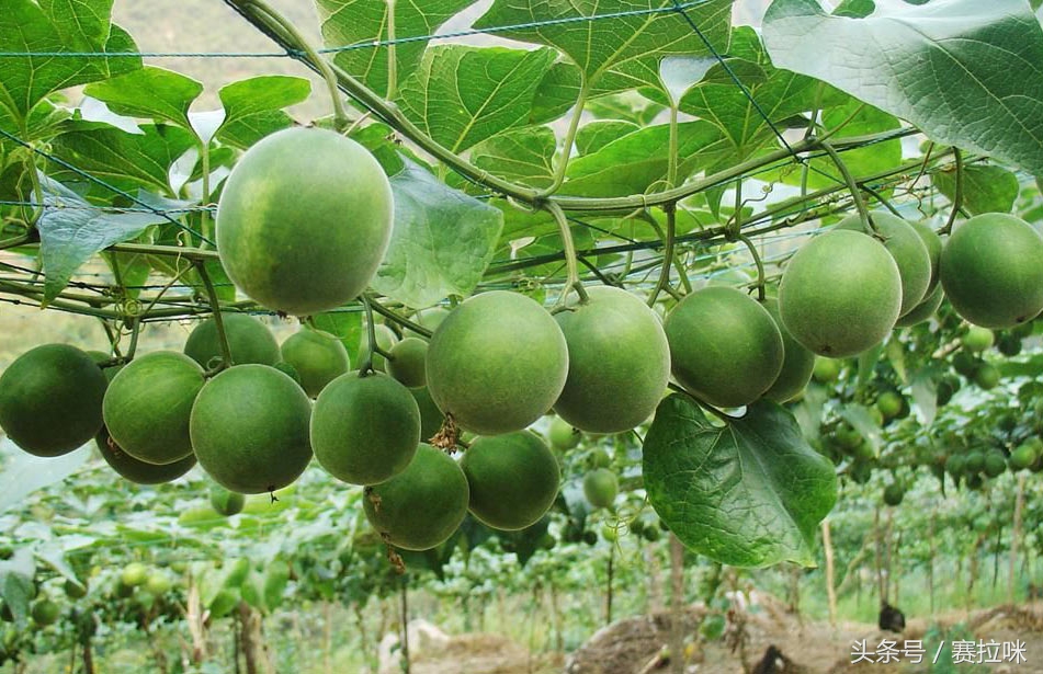 冬天哮喘最难受，一个中药偏方可治疗，让你呼吸顺畅