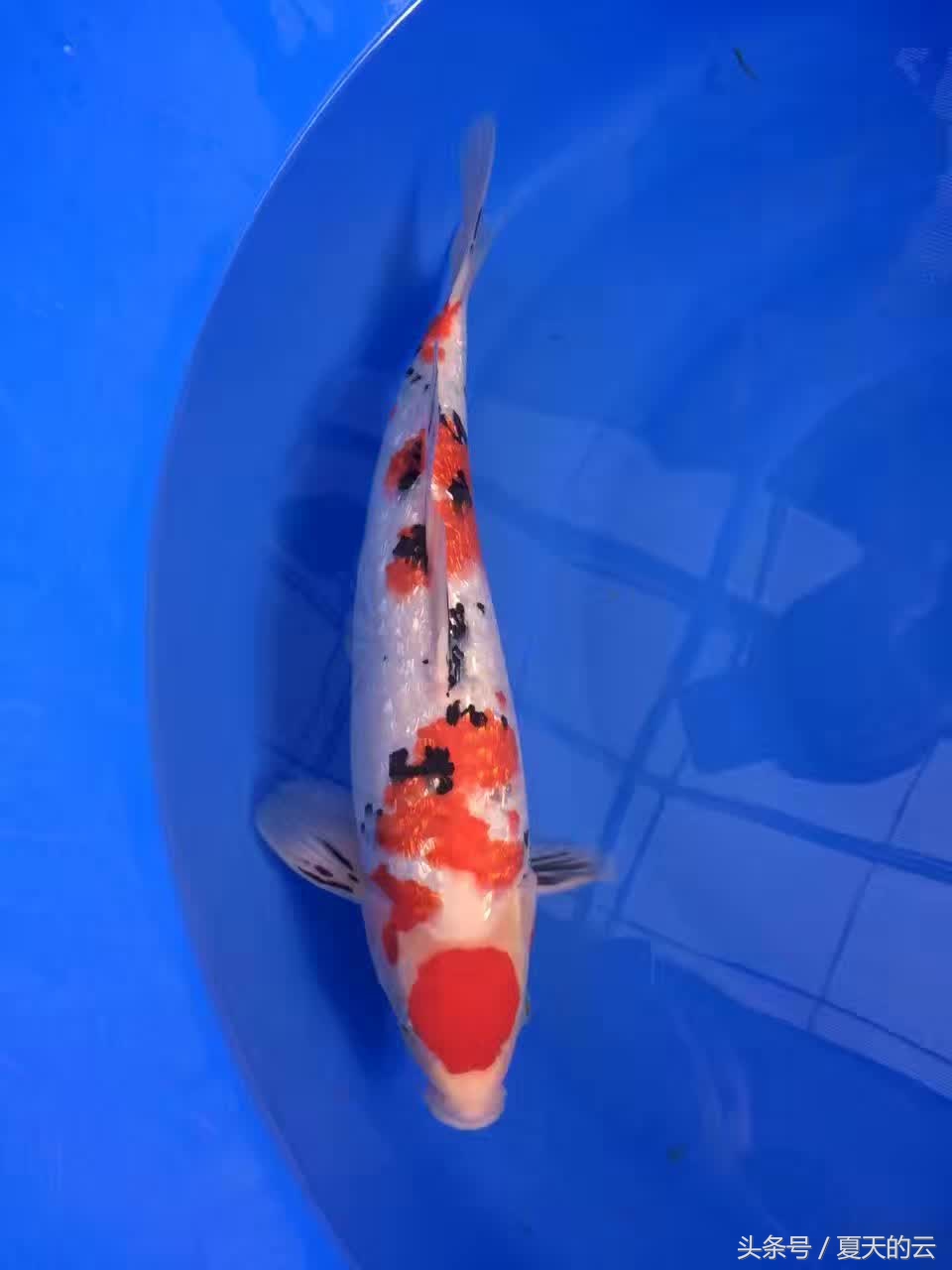 红锦鲤变黑的原因,锦鲤鳞片变黑怎么办