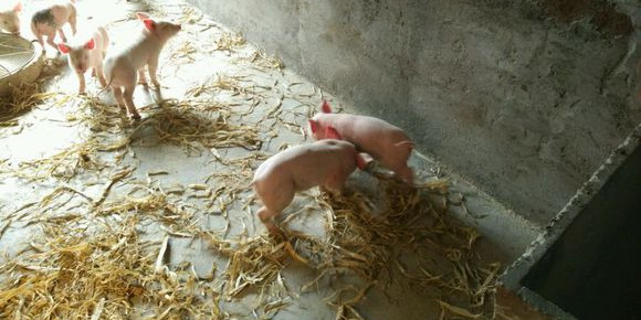 小猪老打架怎么办,小猪相互咬尾巴需要喂什么药