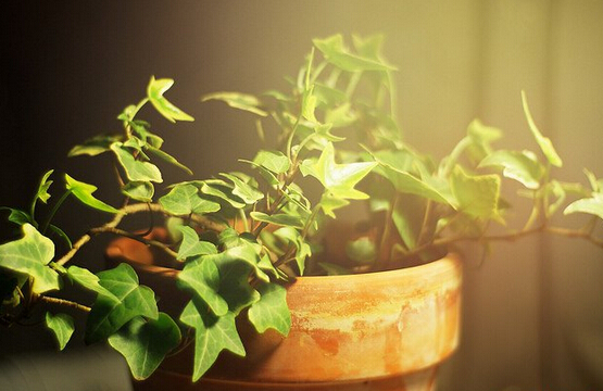浇化肥花盆土壤板结怎么办,花盆土壤板结太深如何透气