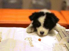 狗粮综合测评分析,狗粮怎么选多款狗粮测评来袭