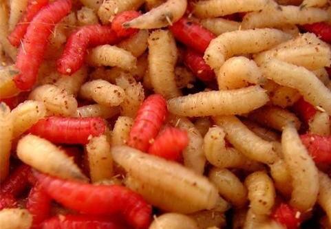 盘点中国十大奇葩美食,盘点各地的奇葩美食