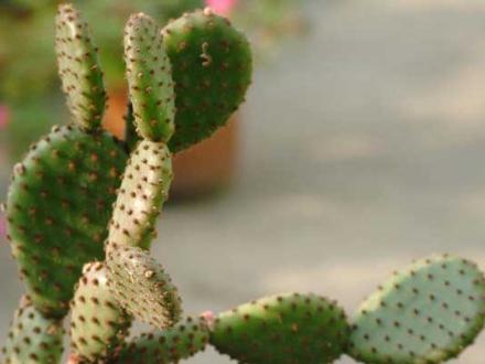 快速缓解冻疮的土方法,最简单的治冻疮的小方法