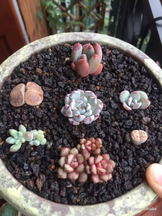 入肉坑,入坑一年半的新手养肉心得