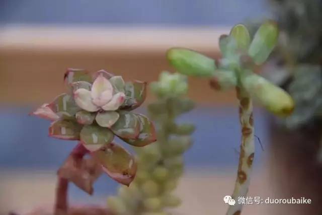 养肉肉的感悟,养多肉谨记好3招专治多肉难上色