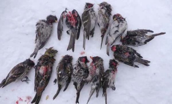 鸟界平头哥，传说中的“食脑狂魔”、“僵尸鸟”，霸气侧漏！