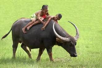 四年级作文我喜欢的小动物怎么写,五年级作文怎么写最喜欢的动物