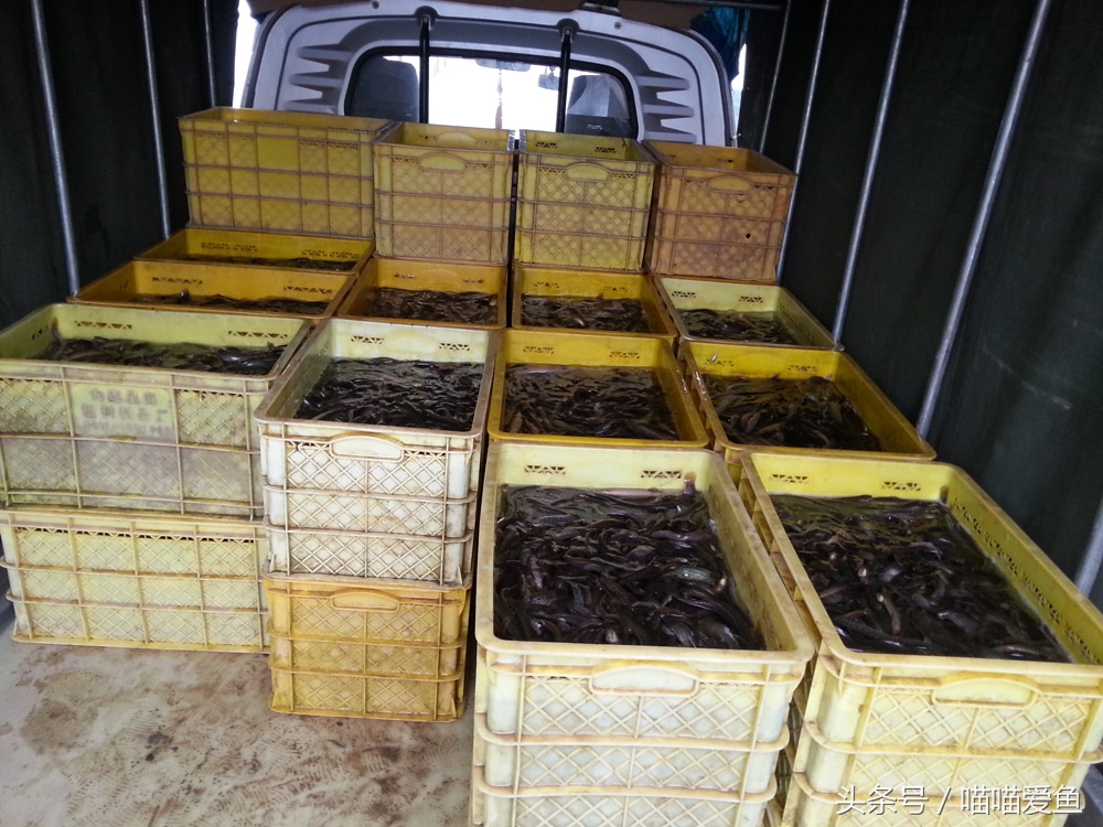 泥鳅养殖成本和利润是怎样的,泥鳅养殖前景和现状如何