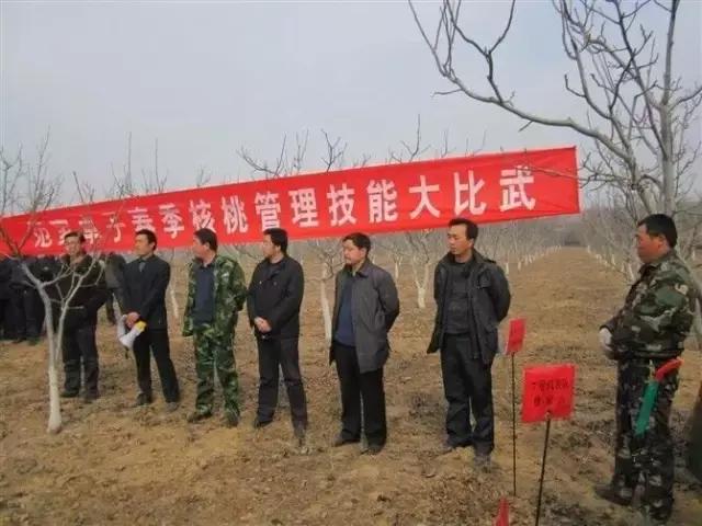 今年核桃价格趋势,今年核桃价格走势如何