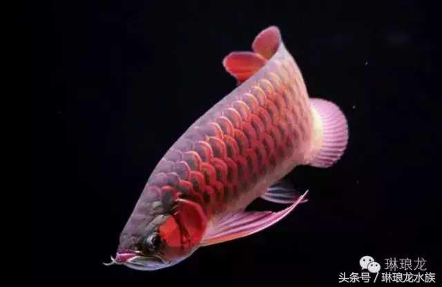 你家龙鱼在警告你有危险！你居然不知道！