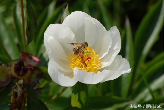 赤芍花的功效与作用及禁忌,赤芍功效与作用及禁忌