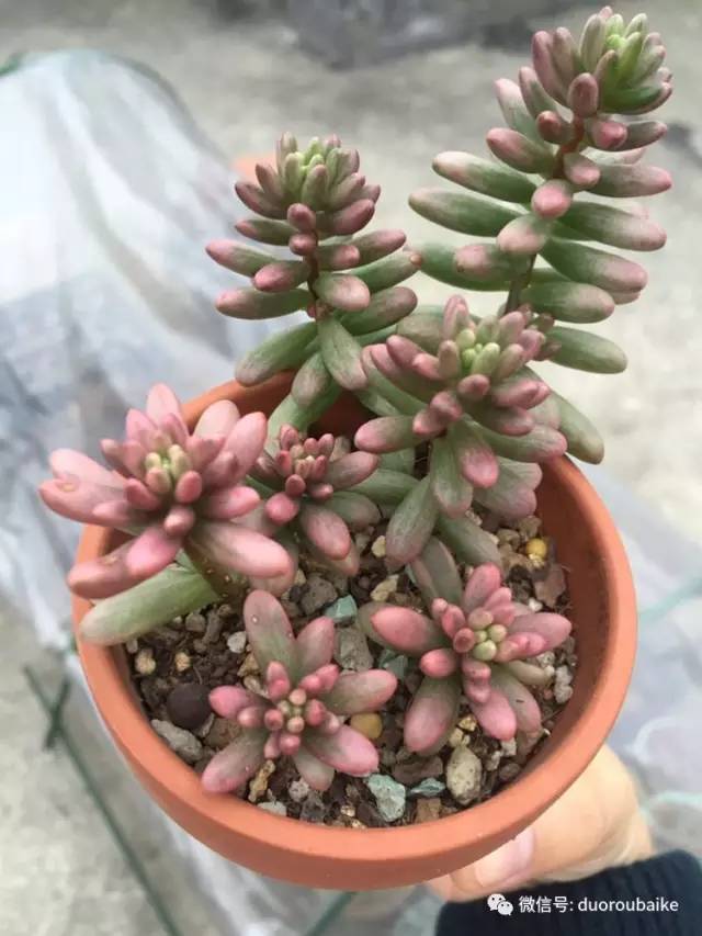 入肉坑,入坑一年半的新手养肉心得