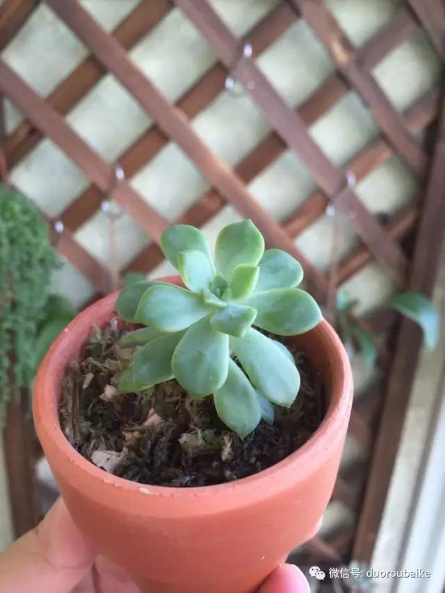 养肉肉的感悟,养多肉谨记好3招专治多肉难上色