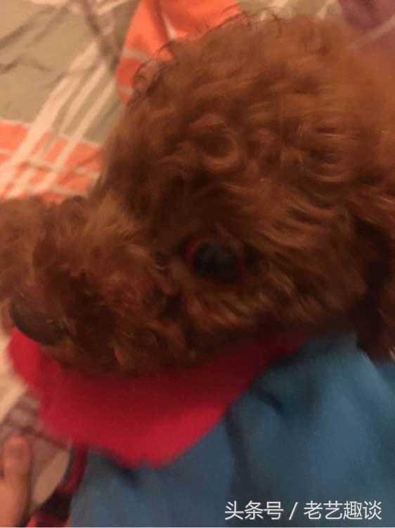 泰迪被咬的位置毛变色了,2个月泰迪刚到新家咬到手腕破皮