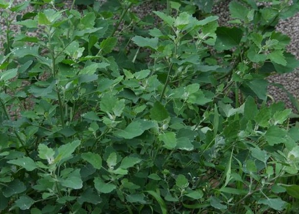 客家人常见的野果,环球客家