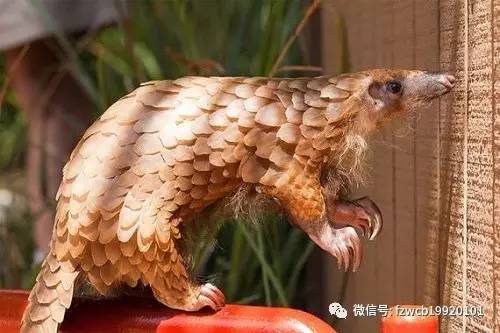 进口动物贸易,动物进出口贸易