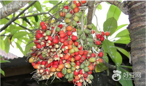 巴厘岛金兔咖啡真的吗,巴厘岛金兔咖啡的正确喝法