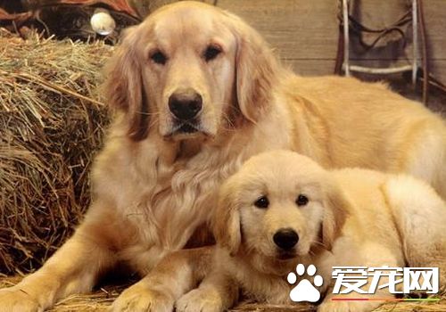 怎么养金毛寻回犬,如何养金毛寻回犬