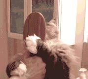 世界上最好用的梳子,比较贵的梳子